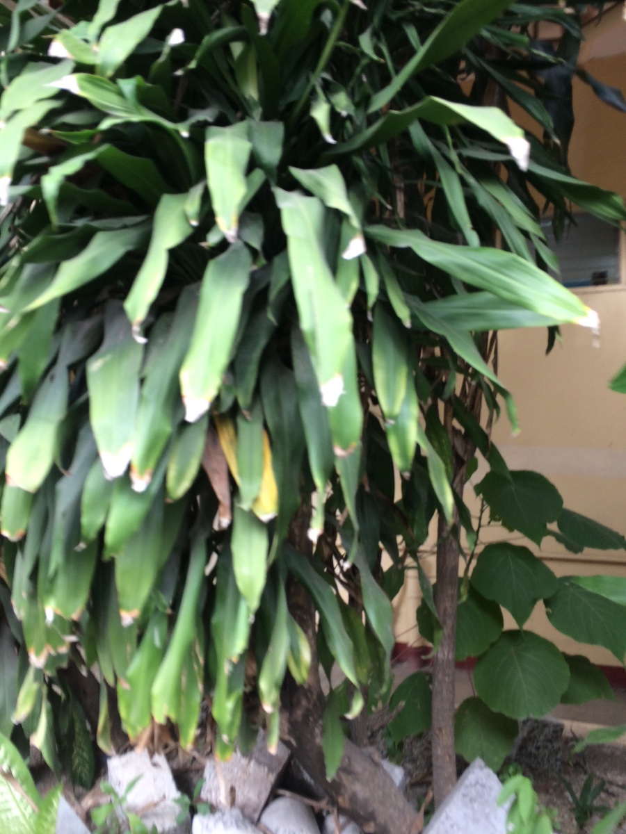 Plant