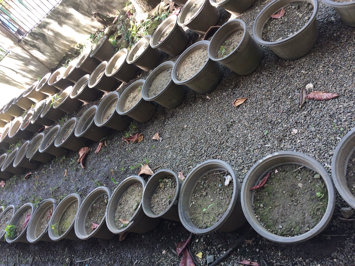Plants