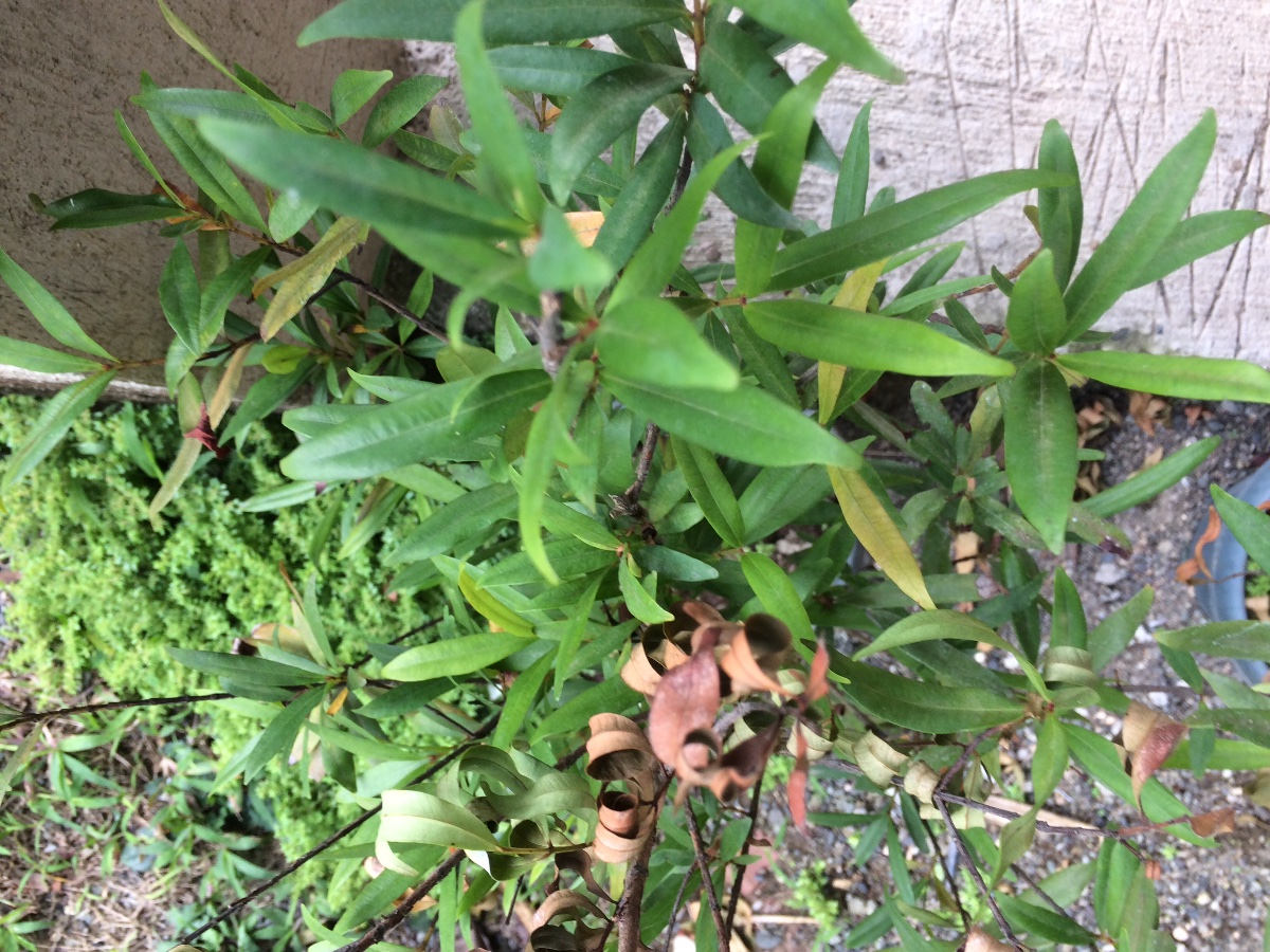 Plants
