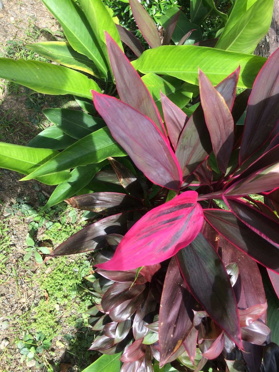 Plants