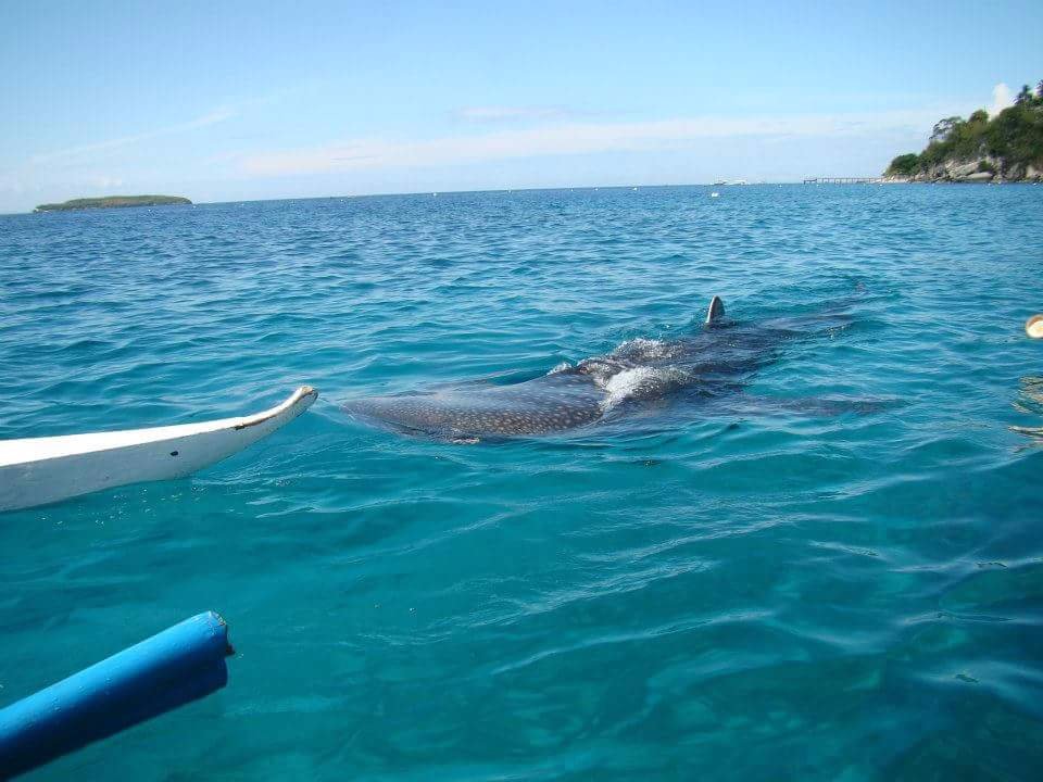 Whaleshark