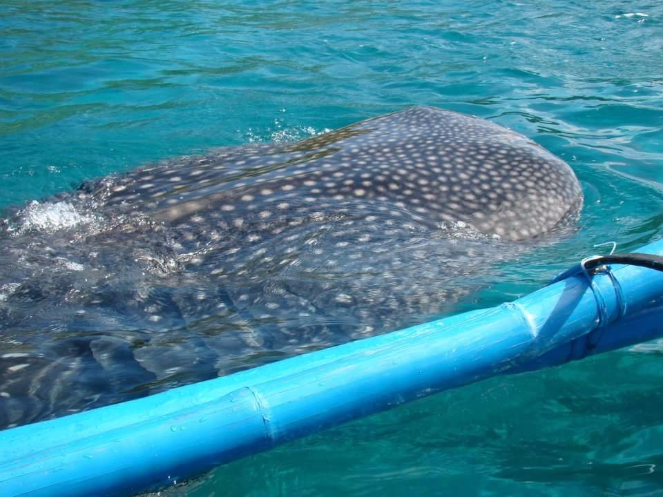 Whaleshark