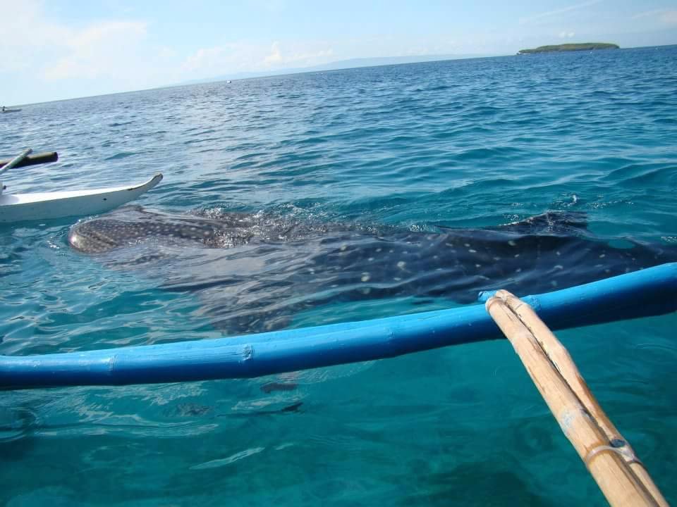 Whaleshark
