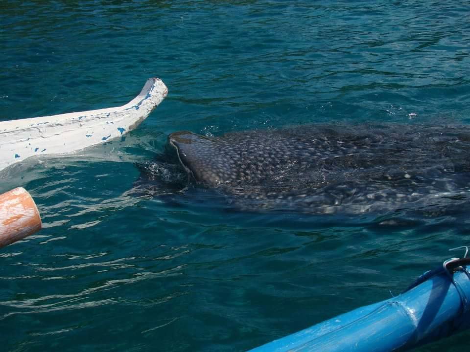 Whaleshark