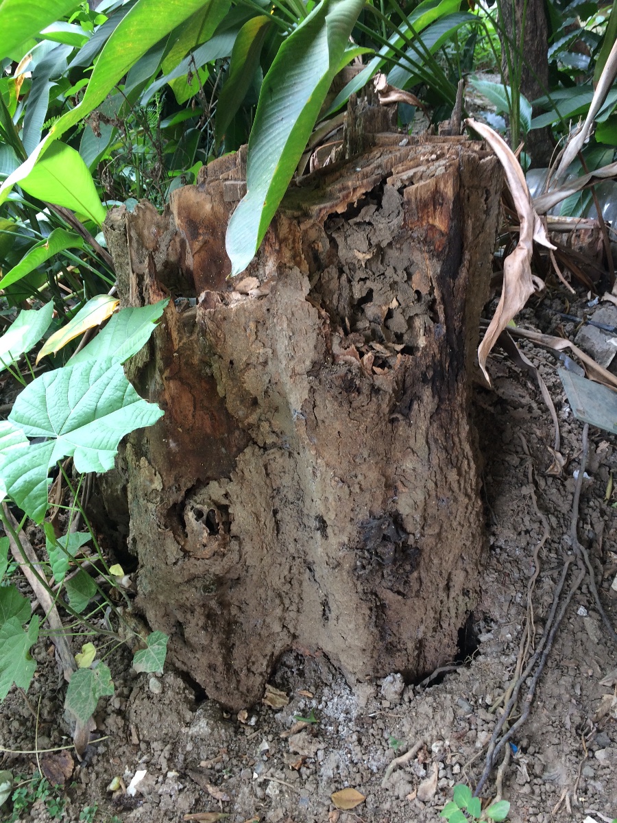 Wood
