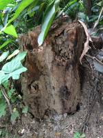 Wood