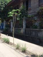 Balamban