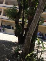 Trees