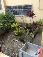Plants