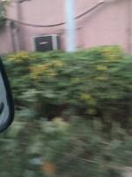 Bush