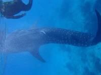 Whaleshark