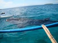 Whaleshark