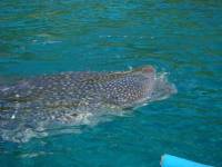 Whaleshark