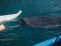 Whaleshark