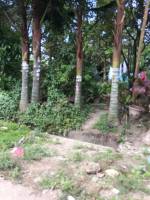 Balamban
