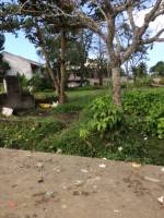 Balamban
