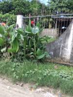 Balamban