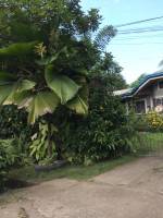 Balamban