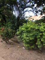 Balamban