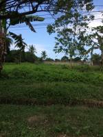 Balamban