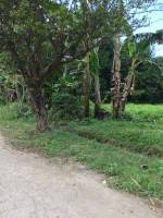 Balamban