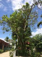 Trees
