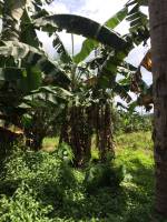 Bananas