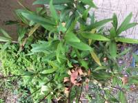 Plants