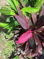 Plants