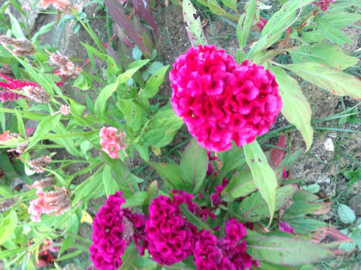 Flower