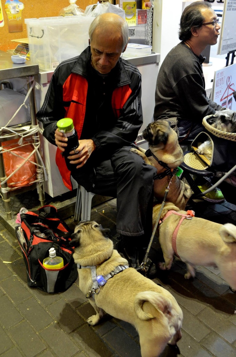 Man with pugs, pug, pugs, man with dogs, dogs, doggy, poor man with his dogs