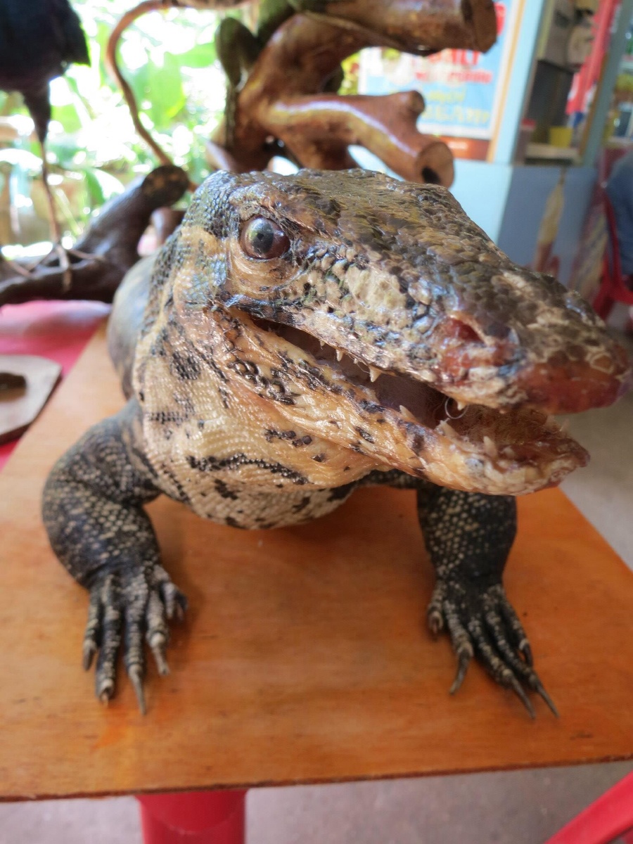 Preserved, croc, crocodile
