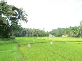 Rice field