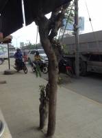 Kamunggay