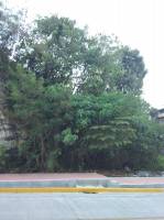 The bigger bush