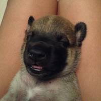 Puppy irish
