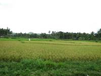 Bohol, rice field, bohol rice fields, rice