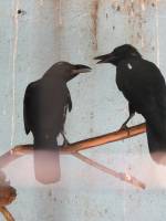 Black birds, black crows, crows