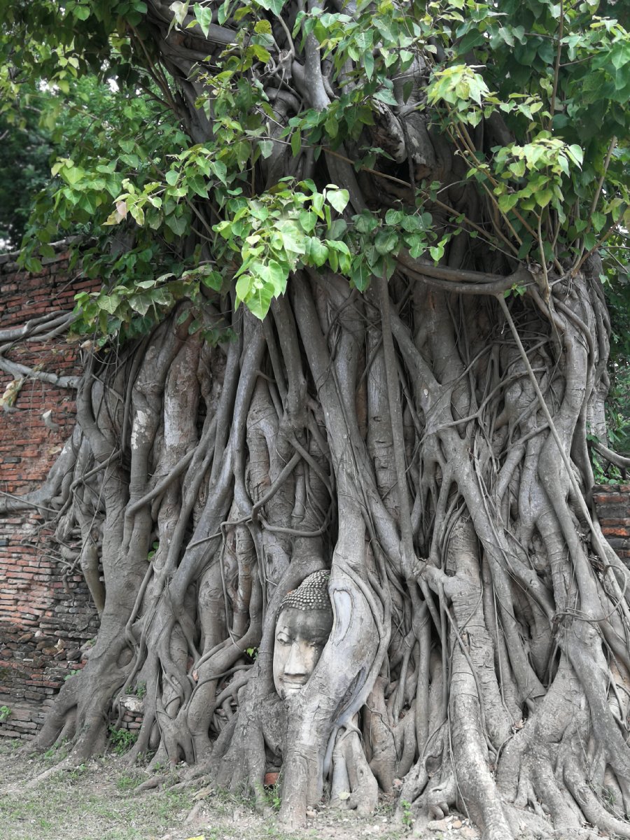 #Green #Leaf #plant #lovelynature #roots #trees