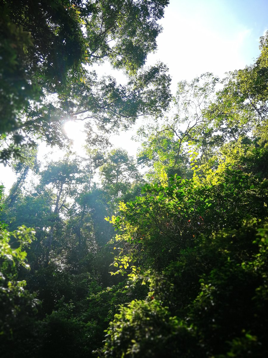 #Green #Leaf #plant #lovelynature #trees #forest