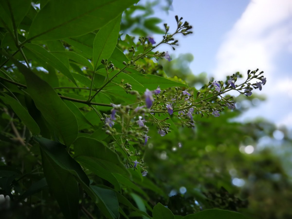 #flowerpower #plants #lovelynature #purpleflower