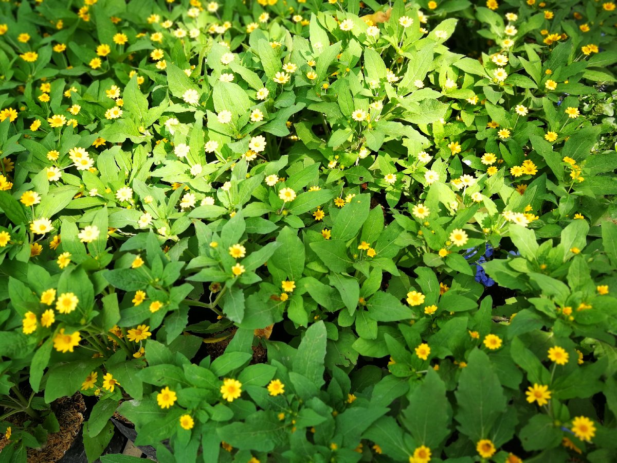 #flowerpower #plants #lovelynature #yellowflower