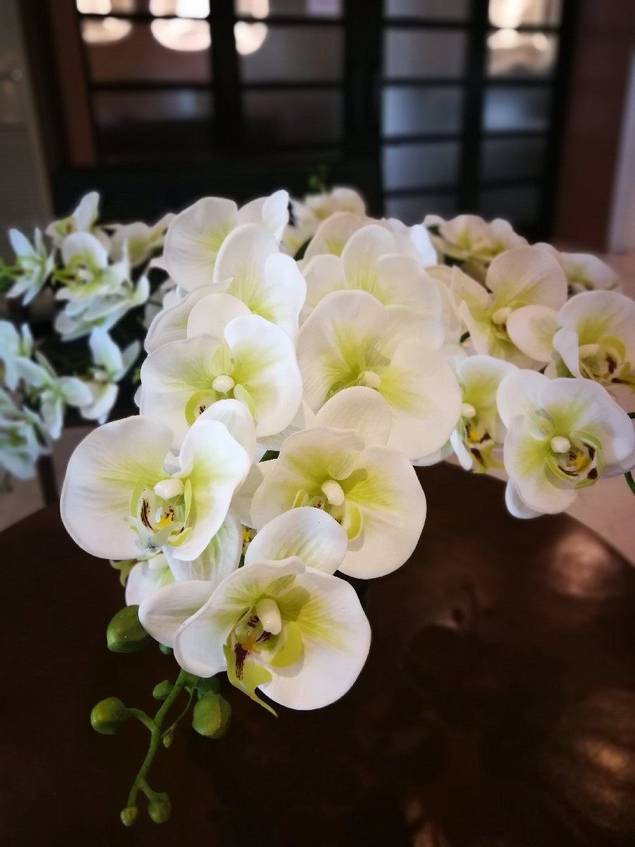 #plant #indoor #orchids #whiteflowers