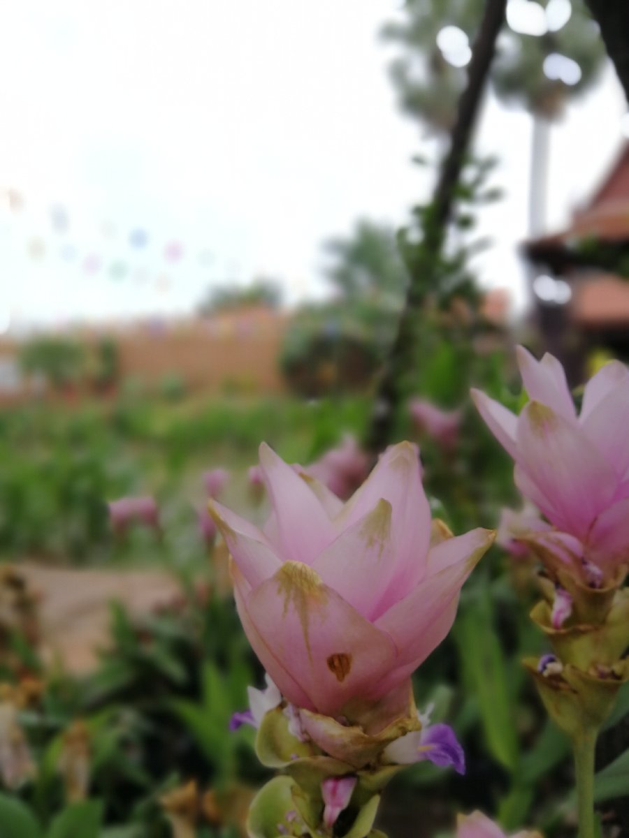 #plant #lotusflower #lovelynature