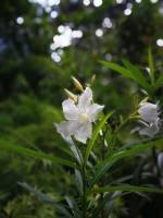 #flowerpower #plants #lovelynature #whiteflower