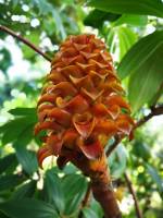 #flowerpower #plants #lovelynature #orangeflower