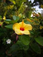 #flowerpower #plants #lovelynature #yellowflower #yellowbell