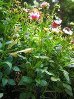 #flowerpower #plants #lovelynature #garden
