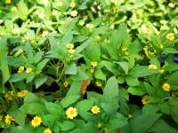 #flowerpower #plants #lovelynature #yellowflower