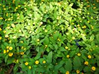 #flowerpower #plants #lovelynature #yellowflower